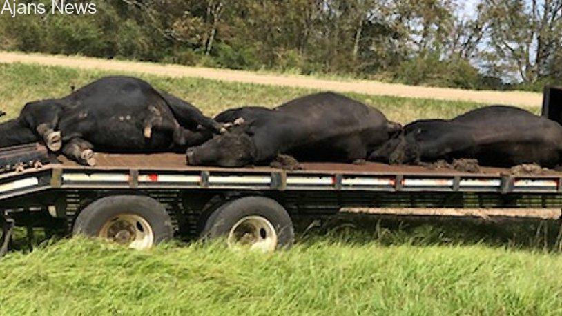 Yüzlerce at ve ineği öldüren dev sivrisinekler