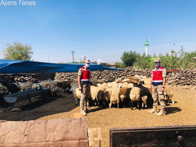Dolandırıcılar yakalandı 200 küçükbaş hayvan sahibine teslim edildi