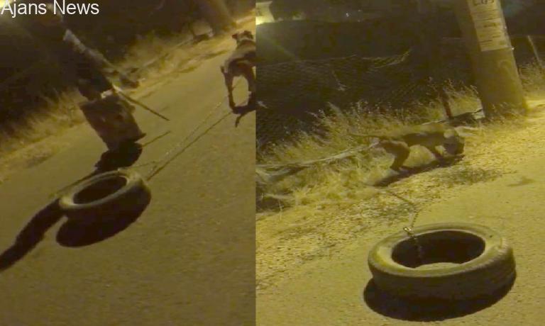 Köpeğe işkence yaptı, savunmasıyla pes dedirtti