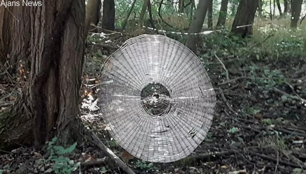 Devasa örümcek ağı şaşırttı