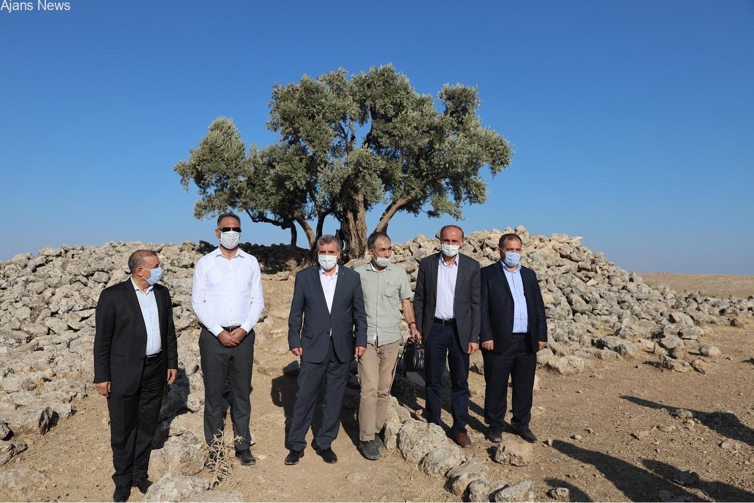 Şanlıurfa’da bin 350 yıllık zeytin ağacı