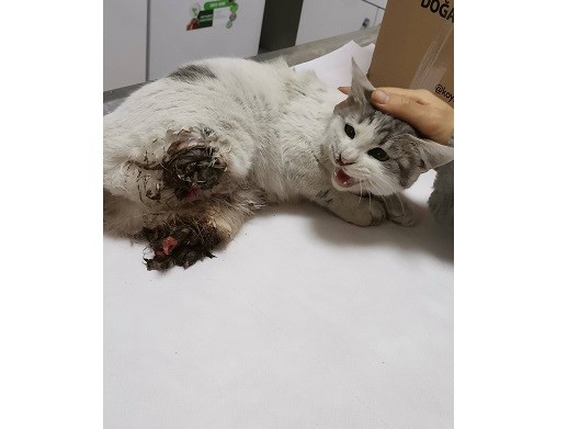DİYARBAKIR’DA KEDİYE YAPILAN VİCDANSIZLIĞIN FOTOĞRAFI