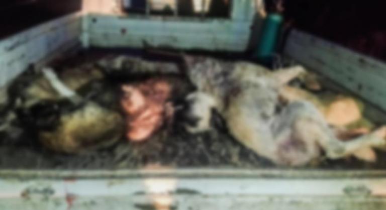 Ceylanpınar’da köpek katliamı