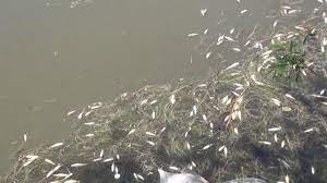 Dicle Nehri’nde balık ölümleri!