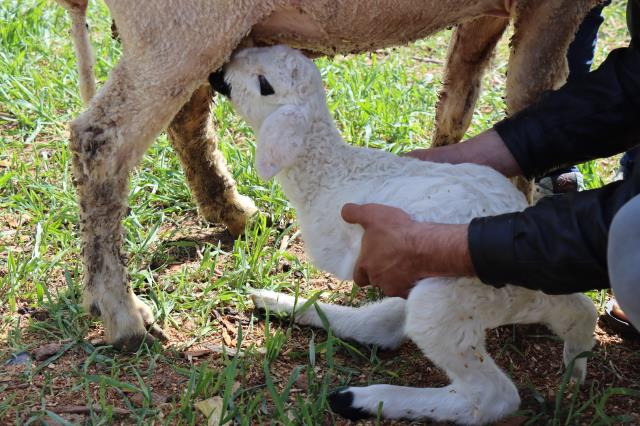 Kilis’te 2 ayaklı kuzu dünyaya geldi!