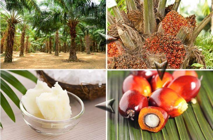 Endonezya palm yağı ihracatını yasakladı