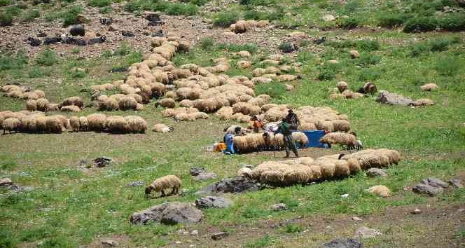 Şırnak Yaylaları 600 Bin Küçükbaş Hayvana Ev Sahipliği Yapıyor￼