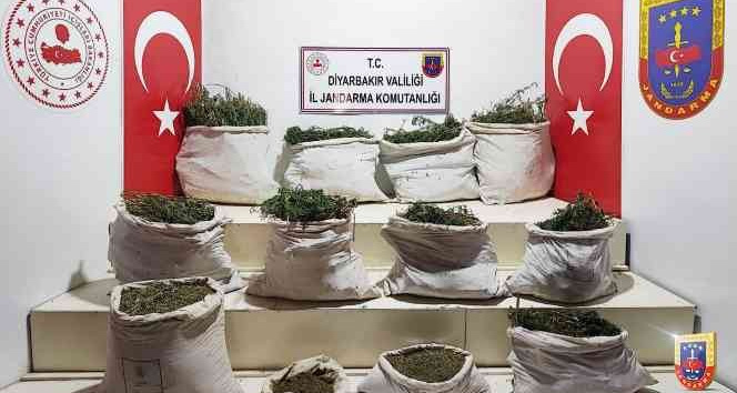 Diyarbakır’da  3 milyon kök Hint keneviri ele geçirildi