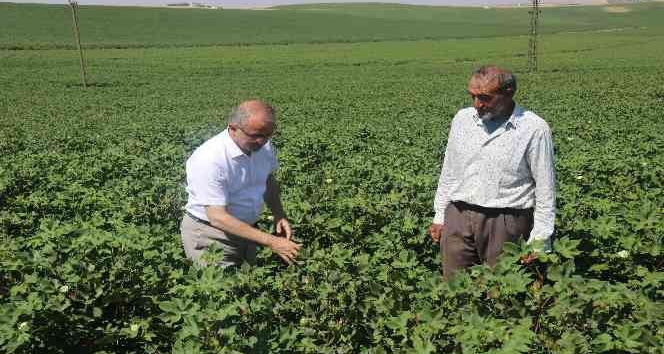 Diyarbakır’da hububat hasadı bitti