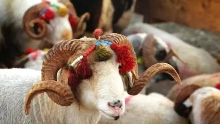 Kurban Bayramı ve Etimolojisine Dair