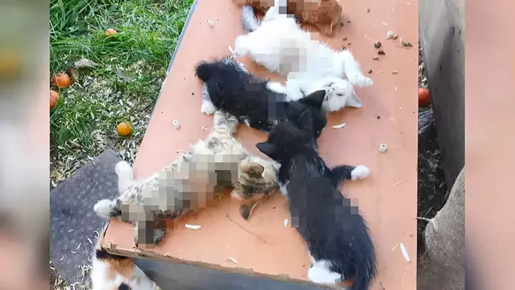 Bursa’da 8 Yavru Kedi, Kesici Aletle Öldürüldü!