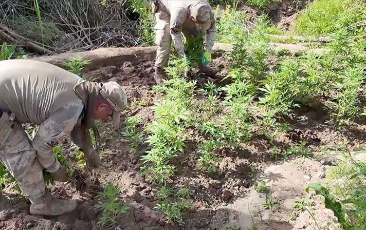 Diyarbakır’da operasyon: 12 milyon 389 bin kök kenevir ele geçirildi