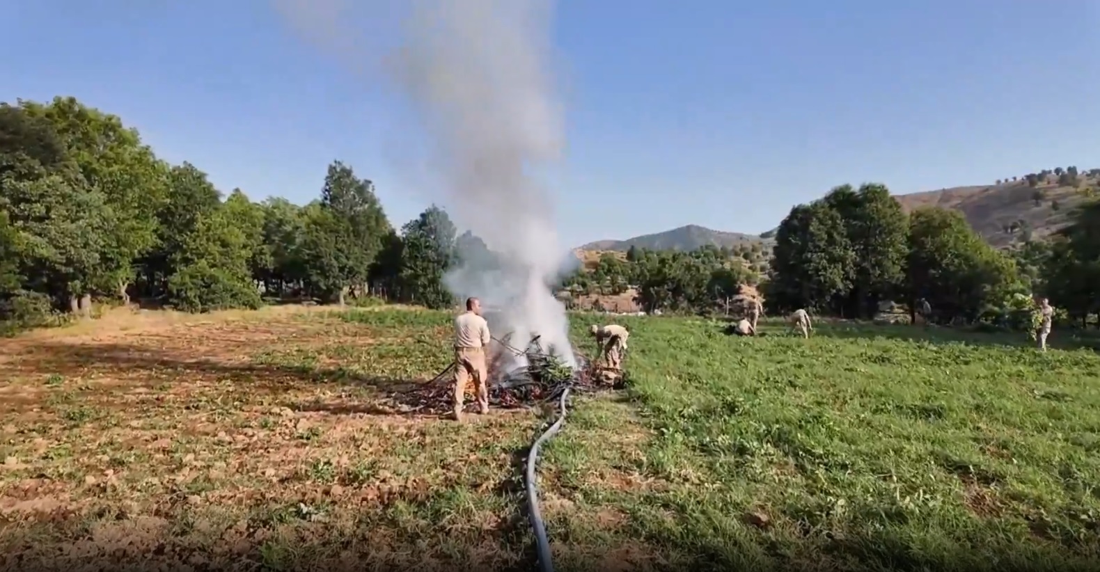 Diyarbakır’da Tarihi Operasyon: 4 milyon 459 bin adet kök kenevir ele geçirildi