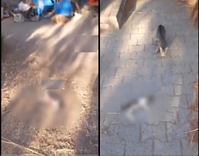 İzmir’de Akıl Almaz Vahşet: 10 Yavru Kedi Taşla Ezilerek Öldürüldü!