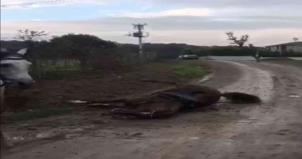 Gebze’de Kaçak Elektrik Hattı Faciası: İki At Akıma Kapıldı, Biri Telef Oldu