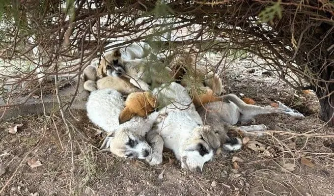 Diyarbakır’da Yavru Köpekler Soğuktan Birbirine Sarılarak Can Verdi