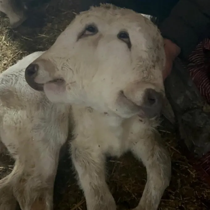 Erzurum’da Şaşkınlık Yaratan Doğum: Çift Başlı Buzağı Dünyaya Geldi!