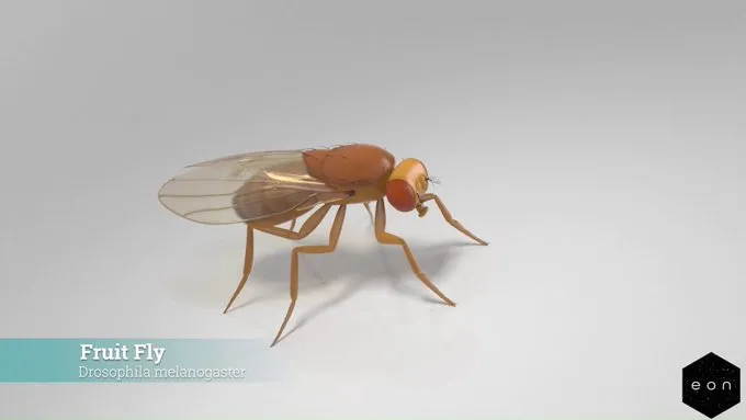 Dijital Ölümsüzlüğün İlk Durağı: Bir Sineğin Zihni Bilgisayara Kopyalandı!