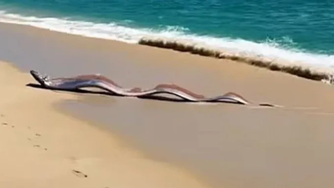 Pasifik’in Derinliklerinden Gelen Gizem: Cabo San Lucas’ta “Kıyamet Balığı” Alarmı!