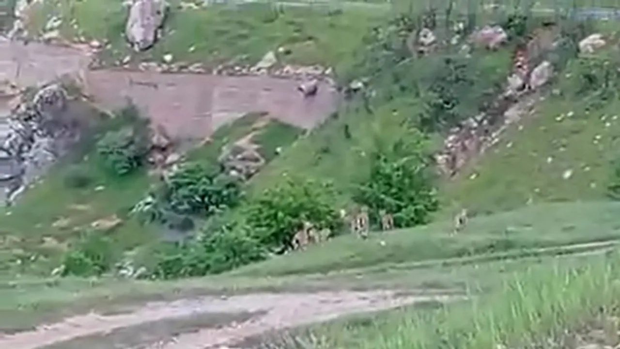 Diyarbakır’da  Nesli Tehlikedeki Dağ Keçileri Sürüsü Görüntülendi!