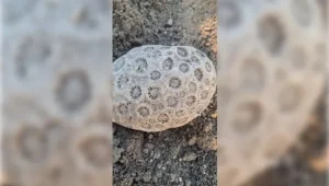 Diyarbakır  GES Projesi Alanında Fosil İddiası