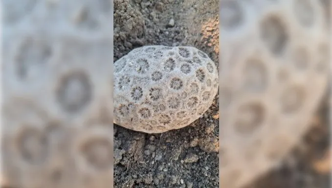 Diyarbakır  GES Projesi Alanında Fosil İddiası