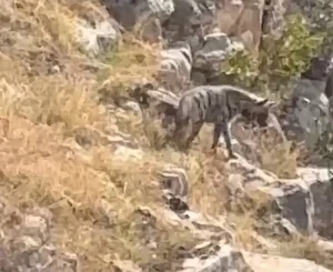 BATMAN’DA NESLİ TEHLİKE ALTINDAKİ ‘KEFTAR’ (ÇİZGİLİ SIRTLAN) KAMERADA