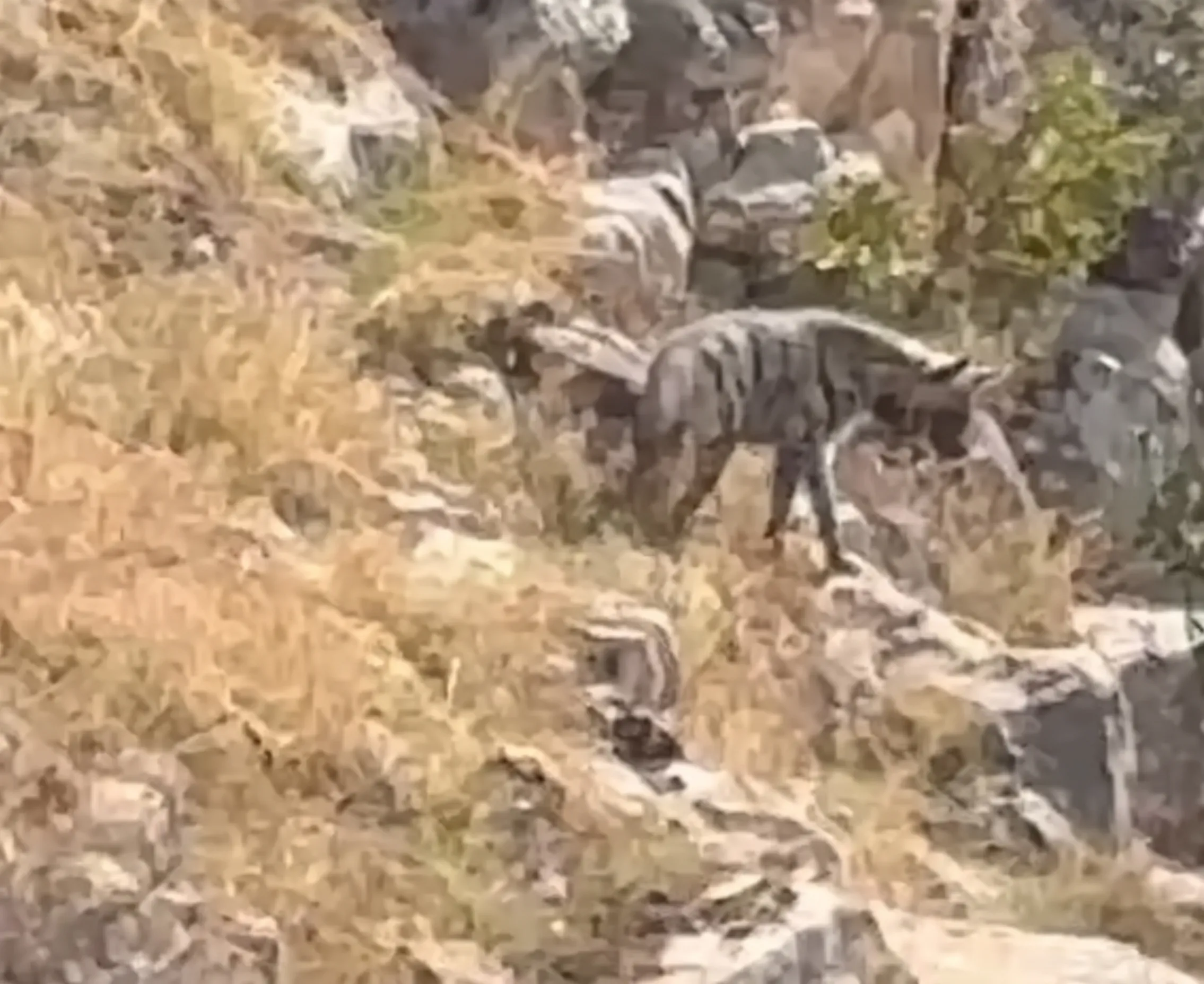 BATMAN’DA NESLİ TEHLİKE ALTINDAKİ ‘KEFTAR’ (ÇİZGİLİ SIRTLAN) KAMERADA