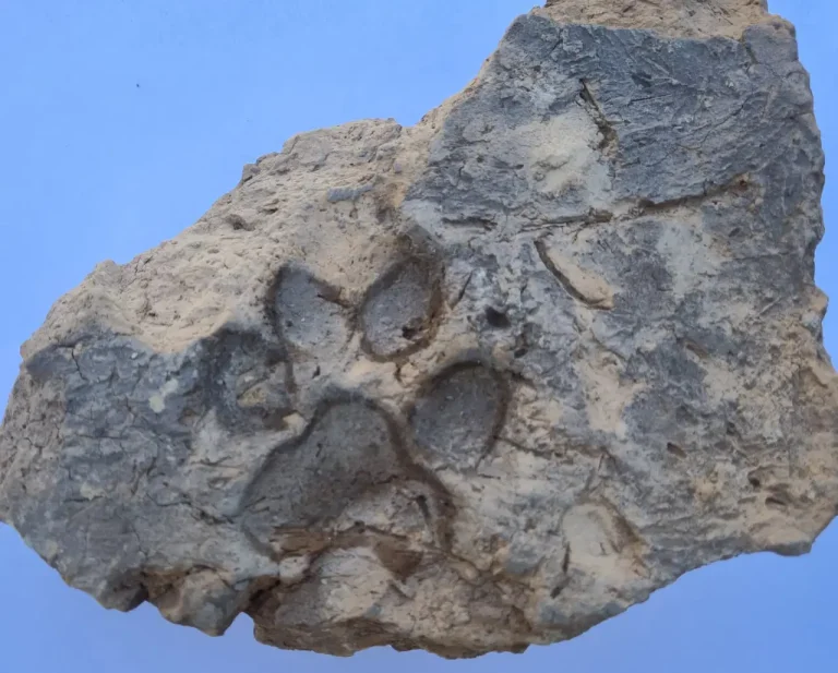 Kütahya’da Tunç Çağı’ndan Sürpriz Keşif: Tavşanlı Höyük’te 4 Bin Yıllık Pati İzi Bulundu